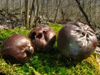 Tumbling puffball