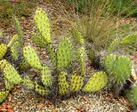 coastal pricklypear