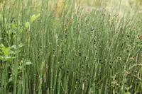 Equisetum hyemale in the wild