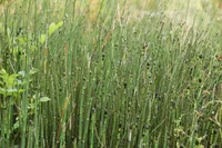 Equisetum hyemale in the wild