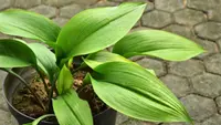 Aspidistra elatior