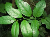 Austrobaileya (Austrobaileya scandens) plant