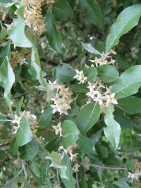 autumn olive (Elaeagnus umbellata) plant