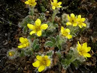 glacier avens (Geum glaciale) plant