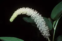 lizard's tail