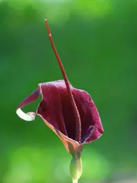Divaricate Typhonium