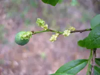 Myoschilos oblongum (Myoschilos oblongum) plant