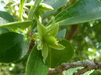 Apricot sourberry