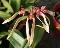 Pale umbrella orchid