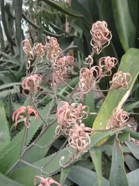 Dwala Aloe