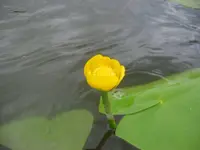 Yellow Water-lily
