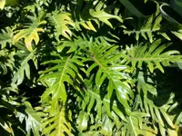 Philodendron xanadu