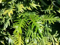 Philodendron xanadu (Thaumatophyllum xanadu) plant