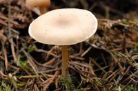 mealy funnel