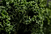 Lactuca virosa plant