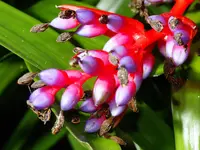 Aechmea weilbachii (Aechmea weilbachii) plant
