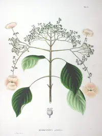 Climbing Hydrangea