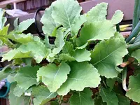 Brassica oleracea var. ramosa plant