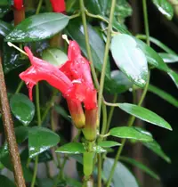 Lipstick plant