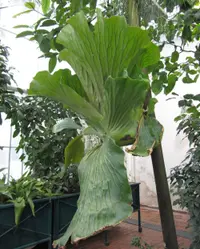 Angola staghorn fern (Platycerium elephantotis) plant