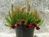 Huernia schneideriana