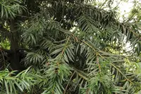 Podocarpus oleifolius