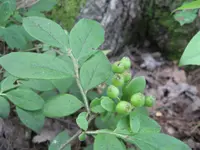 hairy blueberry (Vaccinium hirsutum) plant
