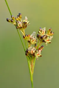 Round-fruited Rush (Juncus compressus) plant