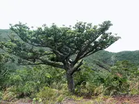 Scrub Kauri