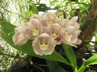 Peristeria elata