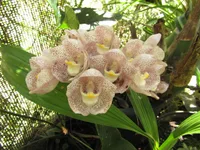 Peristeria elata
