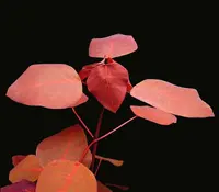 Mexican shrubby spurge