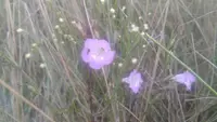 Agalinis communis