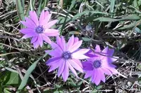 broad-leaved anemone