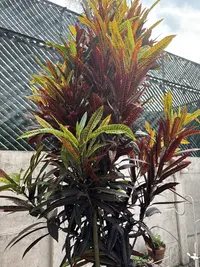 Garden croton photo by a Botan App user