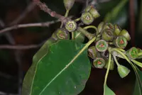 Brush box (Lophostemon confertus) plant