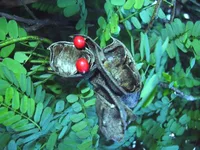 rosarypea (Abrus precatorius) plant