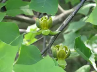 Chinese tuliptree (Liriodendron chinense) plant