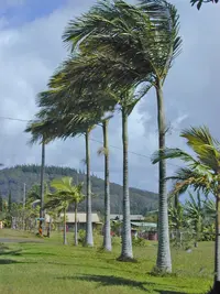 Alexandra palm