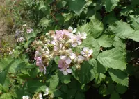 Himalayan giant blackberry