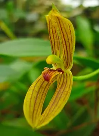 Maxillaria lineolata (Maxillaria lineolata) plant