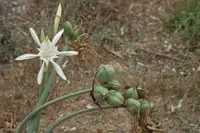 Pancratium foetidum plant