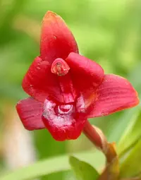 Flame Orchid