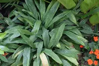 Cast Iron Plant (Aspidistra elatior 'Milky Way') plant