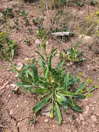 Brassica elongata subsp. integrifolia