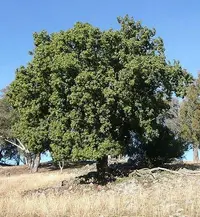 kurrajong