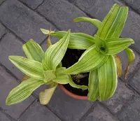Callisia fragrans outdoor