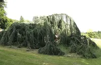 Weeping Blue Atlas Cedar