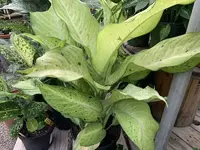Dieffenbachia 'Camouflage' leaves