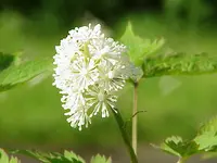 red baneberry